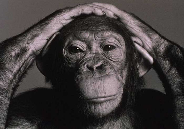 chimpanze_triste