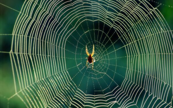 Spider-HD-Wallpaper