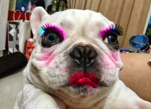 animal-cachorro-maquiado
