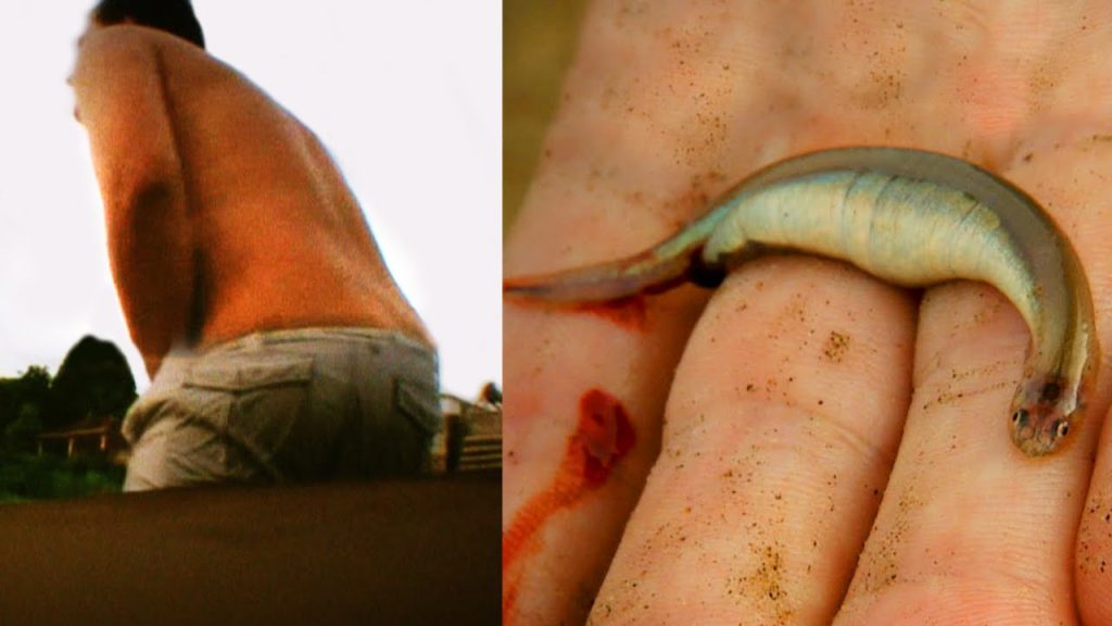 Candiru Fish Urethra