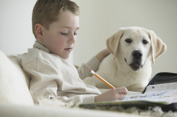 Boy With Pet Labrador Doing Homework