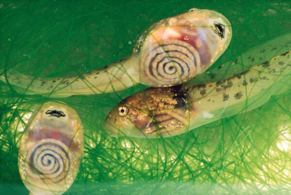 Tadpoles' coiled intestines are revealed by transparent skin.