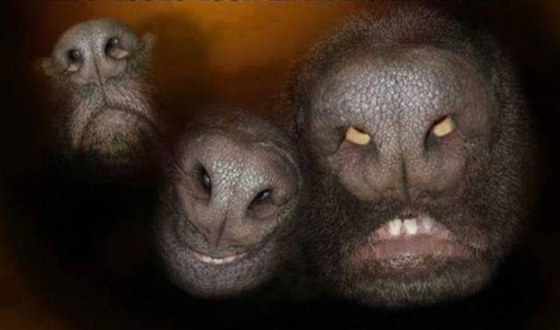 20 imagens que quase ninguém consegue entender da primeira vez que olha