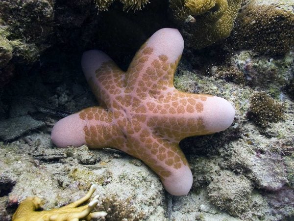 estrela-do-mar-redonda