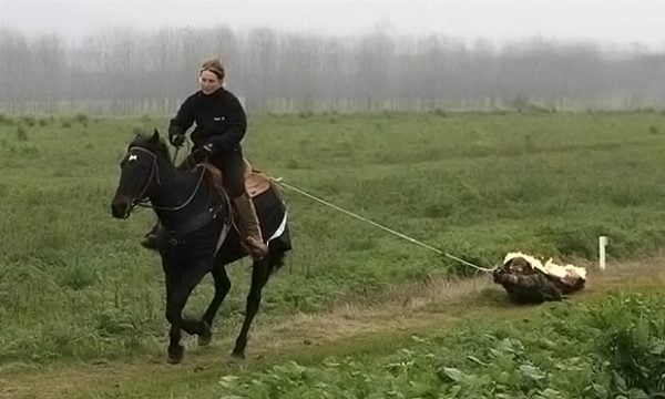 horsepullrecord