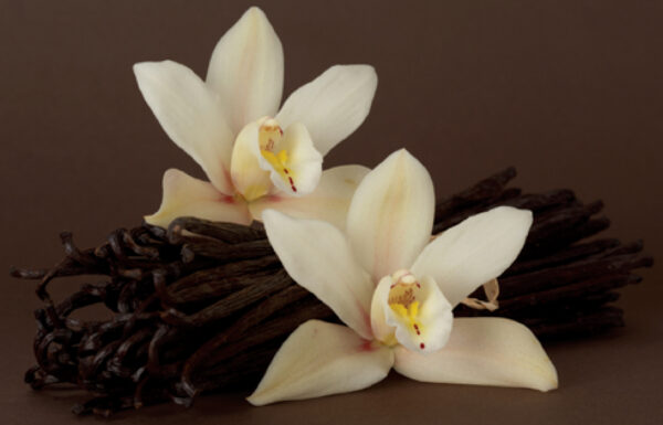 vanilla-flower