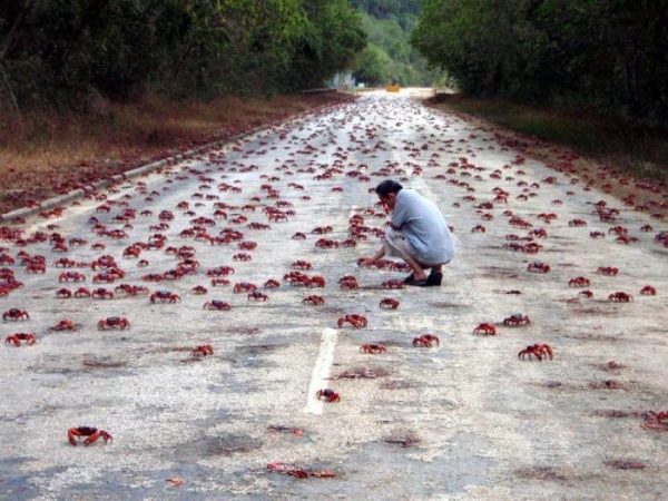 5 uma invasao de carangueijos