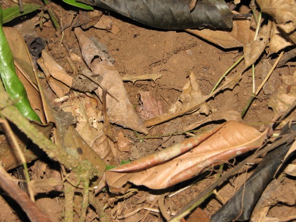 Camouflage_frog