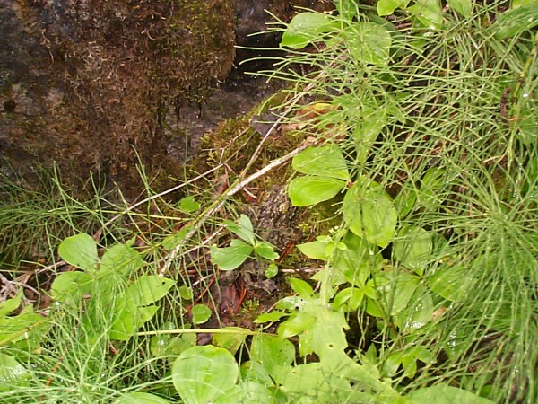 Northern_Leopard_Frog_Camouflage