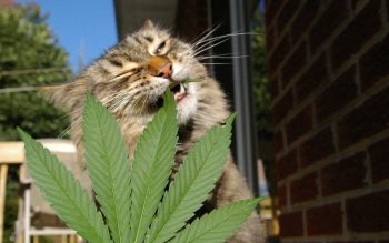 Isso é o que acontece quando um animal ingere maconha