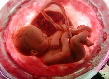 Essas imagens vão te mostrar como é o processo de formação de uma criança