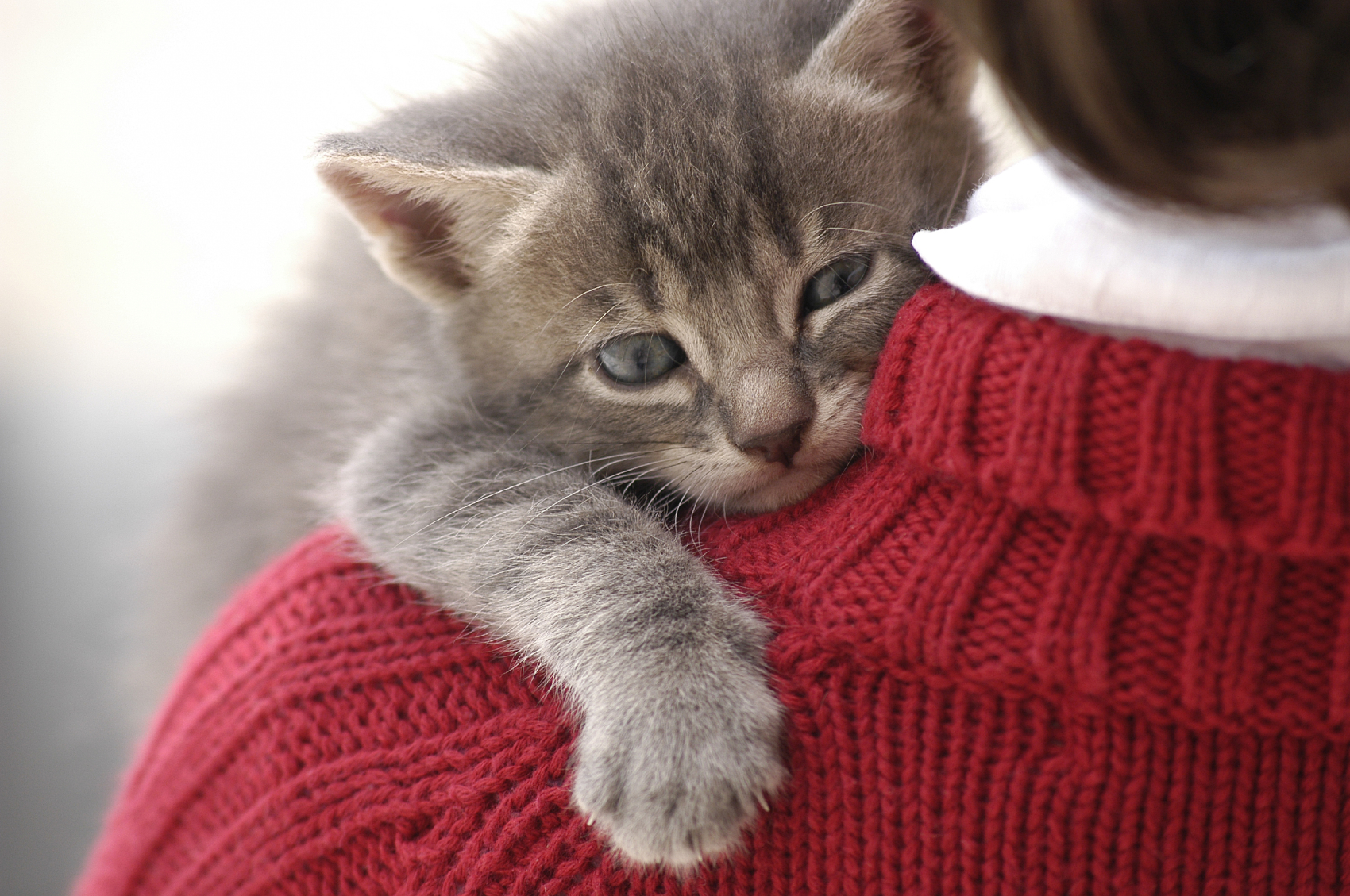 Kitten on shoulder