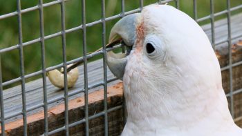 10 animais que usam suas próprias ferramentas