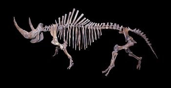 7 animais extintos que irão te fascinar