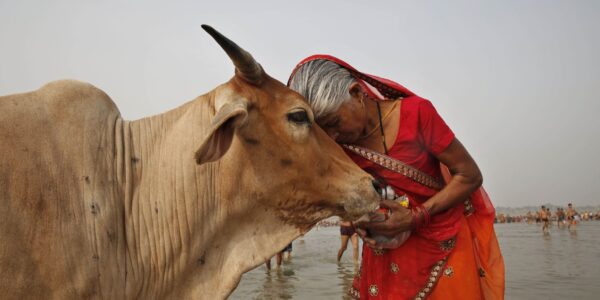 A woman worships a cow as Indian Hindus offer prayers to the River Ganges, holy to them during the Ganga Dussehra festival in Allahabad, India, Sunday, June 8, 2014. Allahabad on the confluence of rivers the Ganges and the Yamuna is one of Hinduisms holiest centers. (AP Photo/Rajesh Kumar Singh)