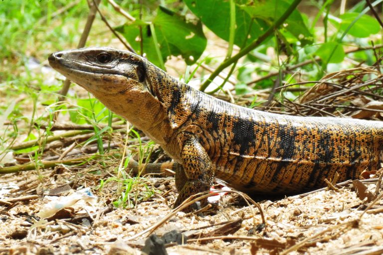 7 animais que mudam de sexo e não se encaixam em nenhum gênero Fatos Desconhecidos 7 animais que mudam de sexo e não se encaixam em nenhum gênero Fatos Desconhecidos