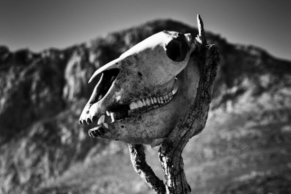 Horse skull with wooden body
