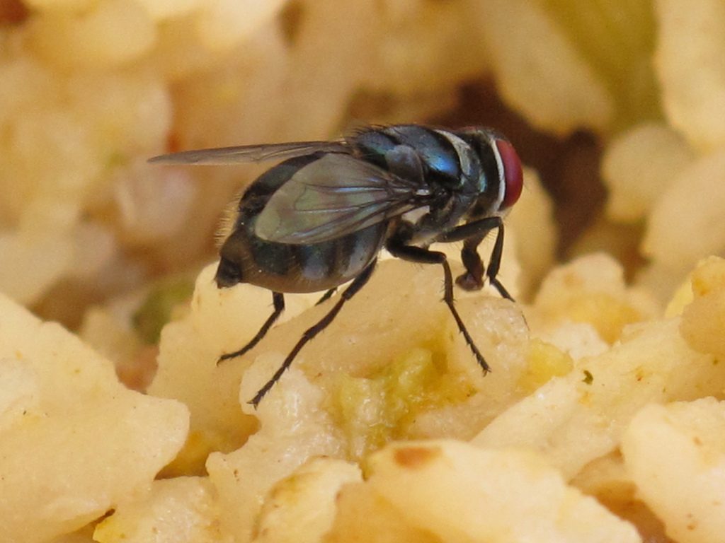 O que acontece quando uma mosca pousa em sua comida?