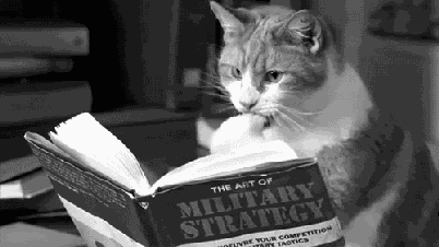 gato-lendo-livroa