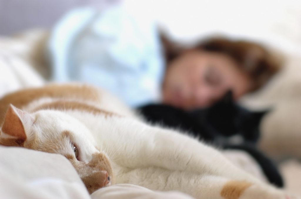 a woman and two cats relaxing on bed