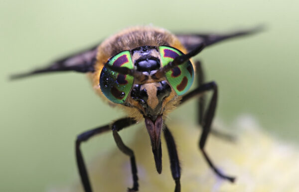 Eyes of an insect. Portrait Gadfly. Hybomitra horse fly head