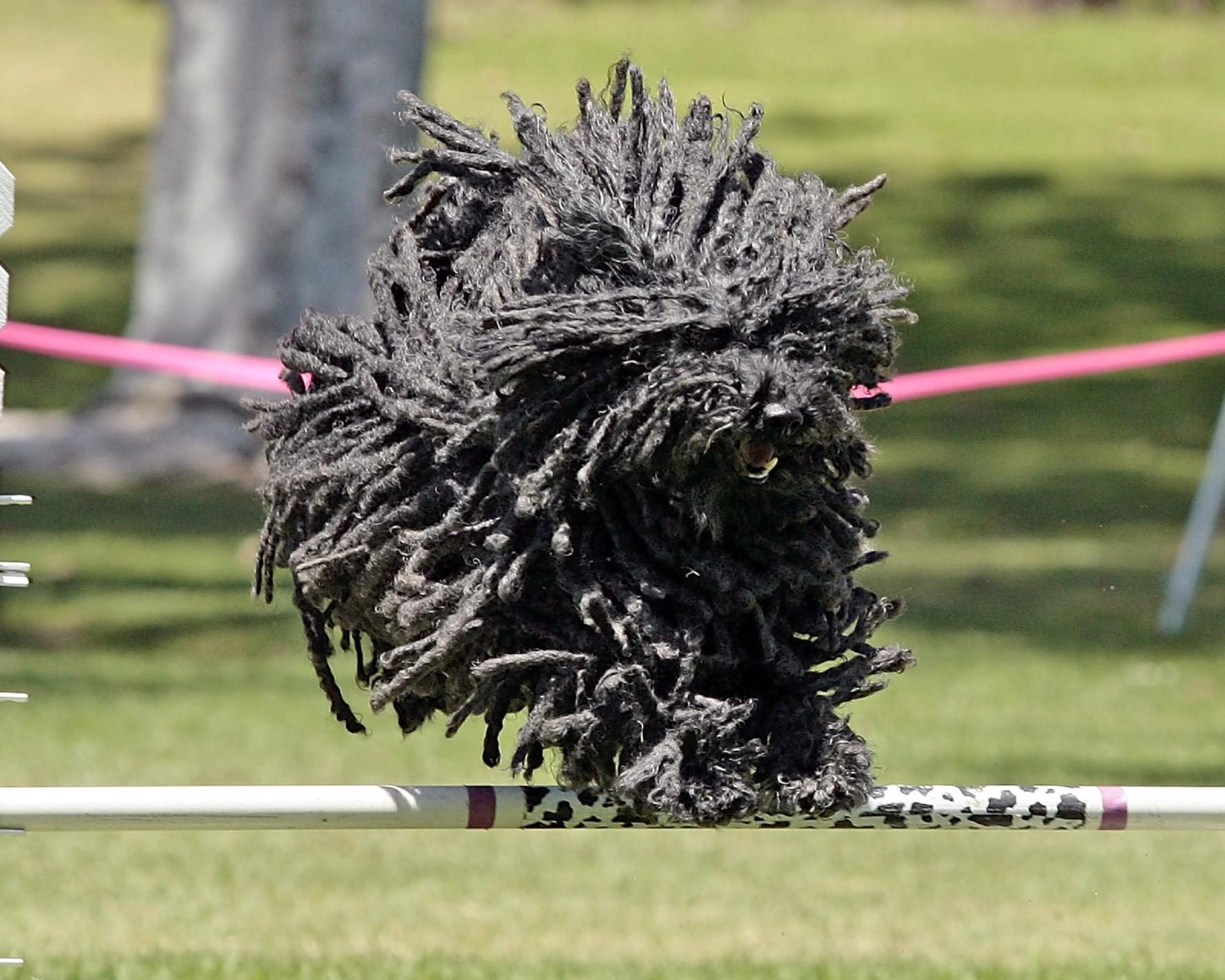 7 raças de cachorro mais bizarras do mundo
