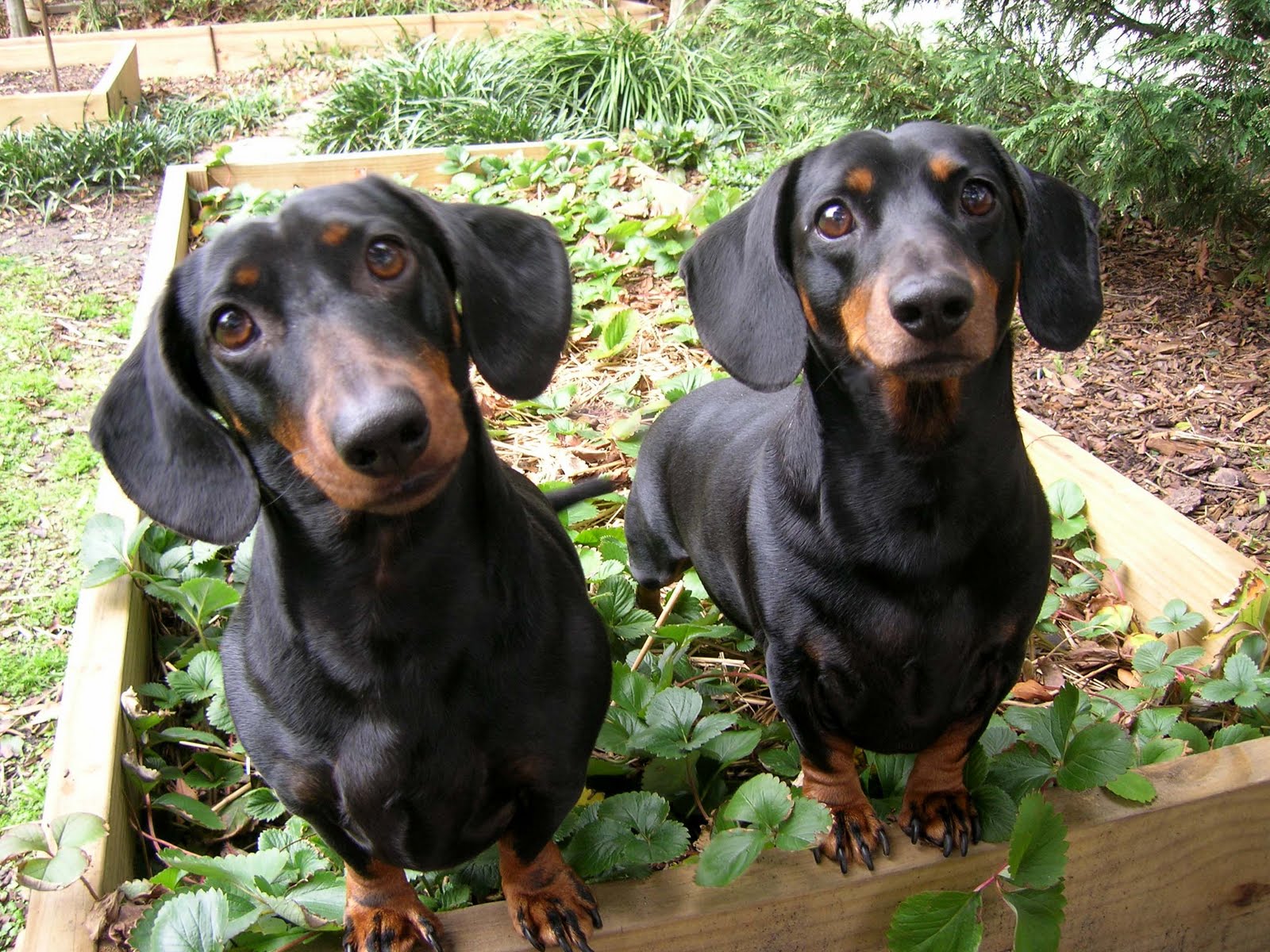 griffin-pictures-of-a-black-mini-dachshund