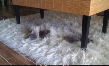Você é capaz de encontrar esses animais escondidos nas fotos?