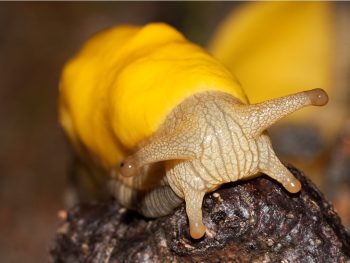 8 mais terríveis relações sexuais do mundo animal