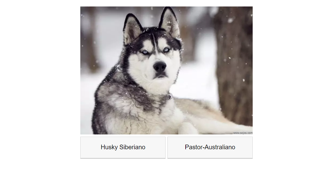 Você pode nomear 30 raças de cachorros? [Quiz]