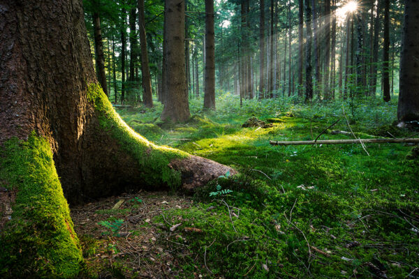 Sunburst in natural Spruce Forest, near the Ground - Fairytale Mood