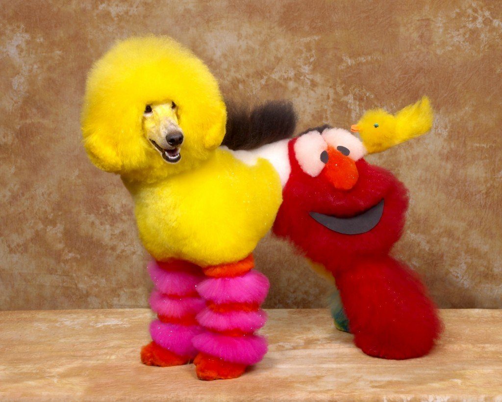 18 estranhos penteados caninos que você precisa conhecer