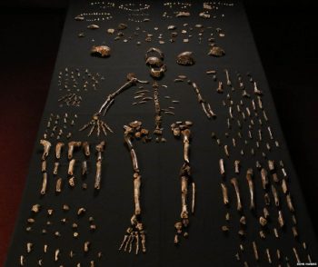 7 fósseis misteriosos que a ciência ainda não pode explicar