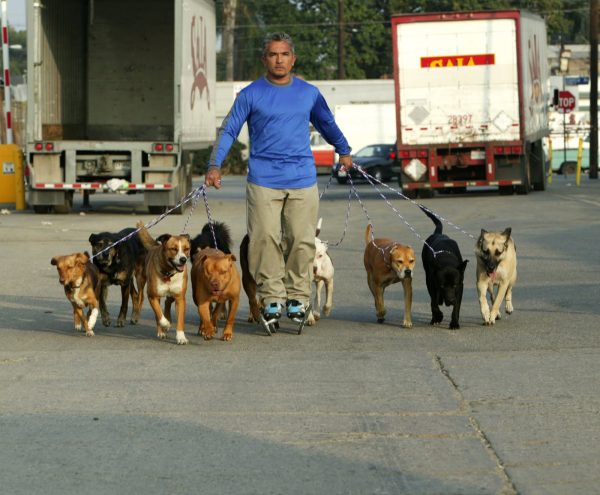 cesar-millan