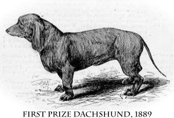 Como eram 11 raças de cachorro há mais de 100 anos?