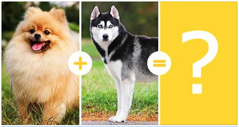 14 cachorros encantadores que foram resultados de cruzamentos raríssimos