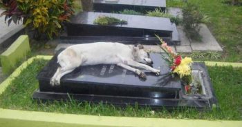 17 imagens que você simplesmente não conseguirá ver e ficar indiferente