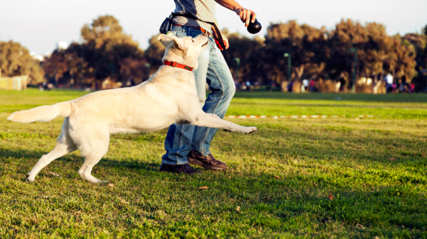 parque-cachorro