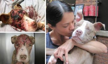 21 incríveis transformações de cachorros antes e depois dos resgates das ruas