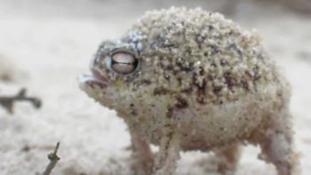 7 mais assustadores mecanismos de defesa do mundo animal