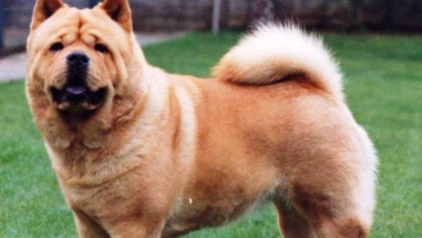 Chow chow misturado com fila Clearance