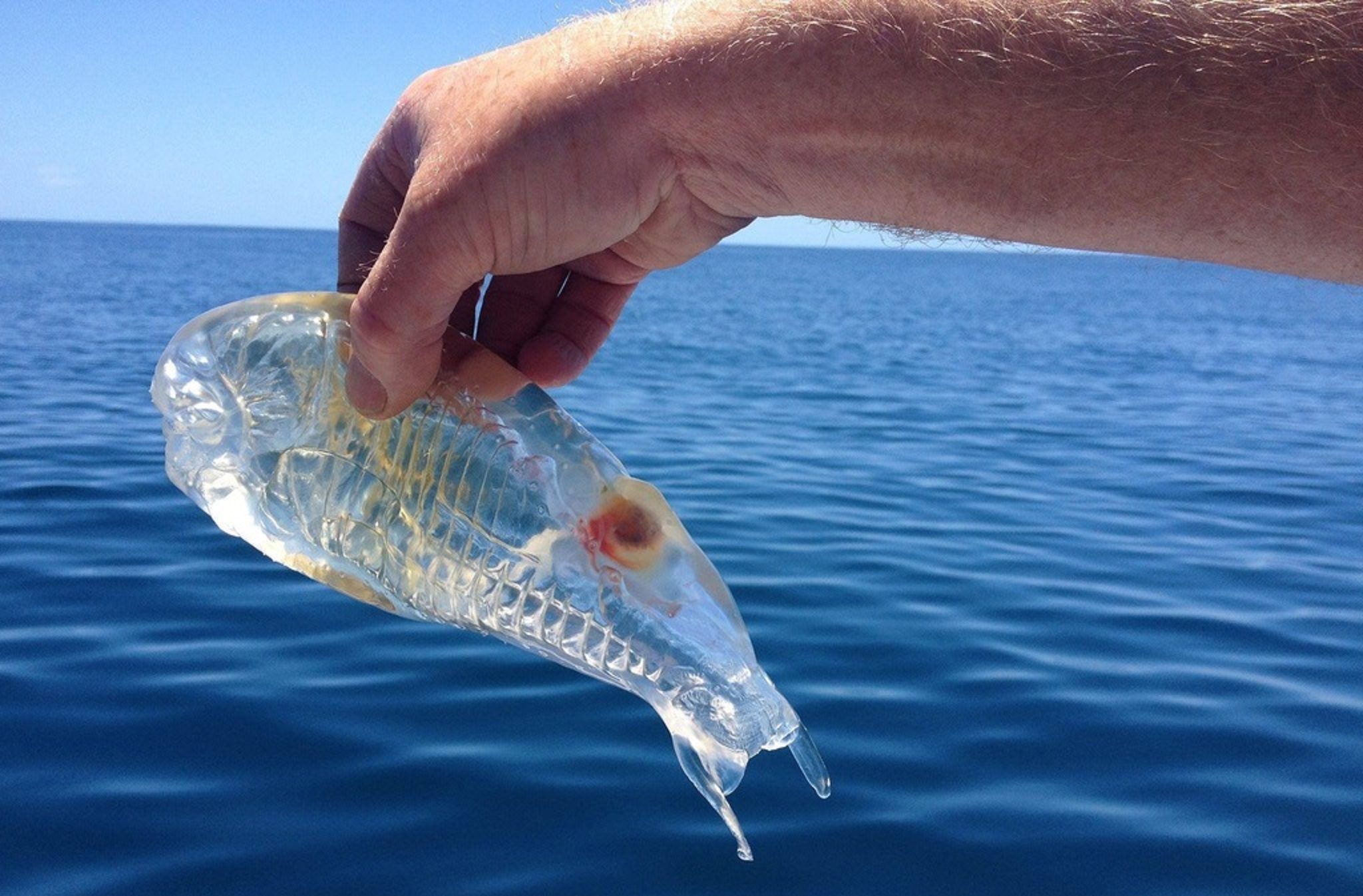 20 imagens de animais naturalmente transparentes