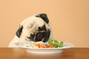 8 comidas comuns que podem matar o seu cachorro