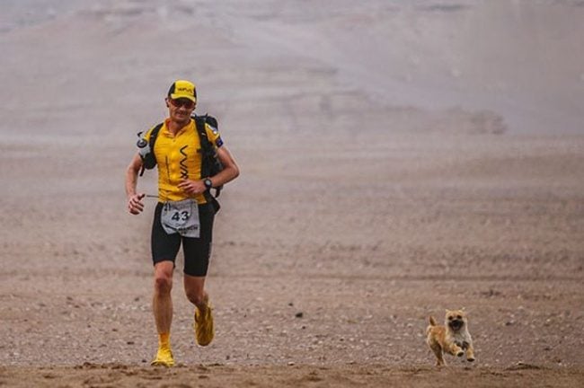 Esse filhote de cachorro correu por 100 km e mostrou a todos nós o que é lealdade