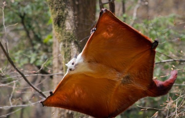 Nova espécie de ratazana gigante é descoberta por cientista