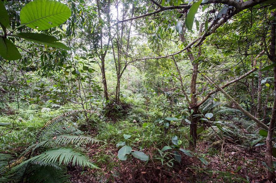Você pode encontrar os 12 soldados camuflados nessa imagem?