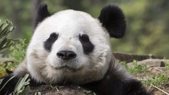 Esse homem invadiu a jaula de um panda e teve uma ingrata surpresa
