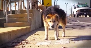 Esse cãozinho idoso foi resgatado e sua história vai te deixar em lágrimas