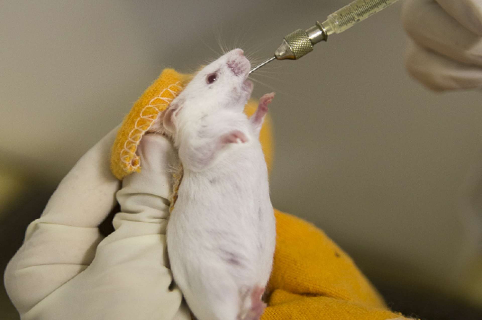 7 animais que usam drogas de maneiras naturais
