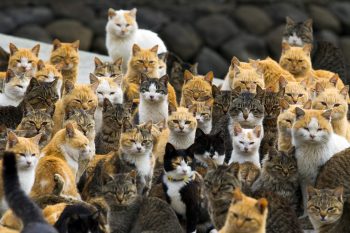 10 imagens que mostram a beleza dos gatos de rua pelo mundo
